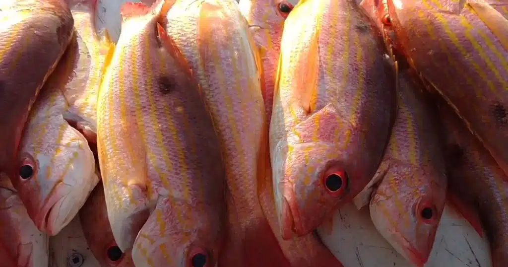 Freeze Fish Without a Vacuum Sealer