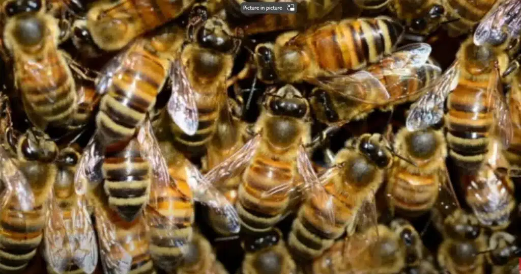 How long can fleas live in a vacuum cleaner?
