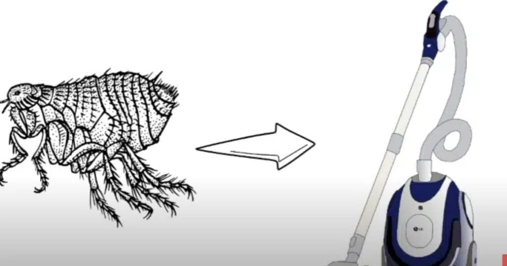 How long can fleas live in a vacuum cleaner?