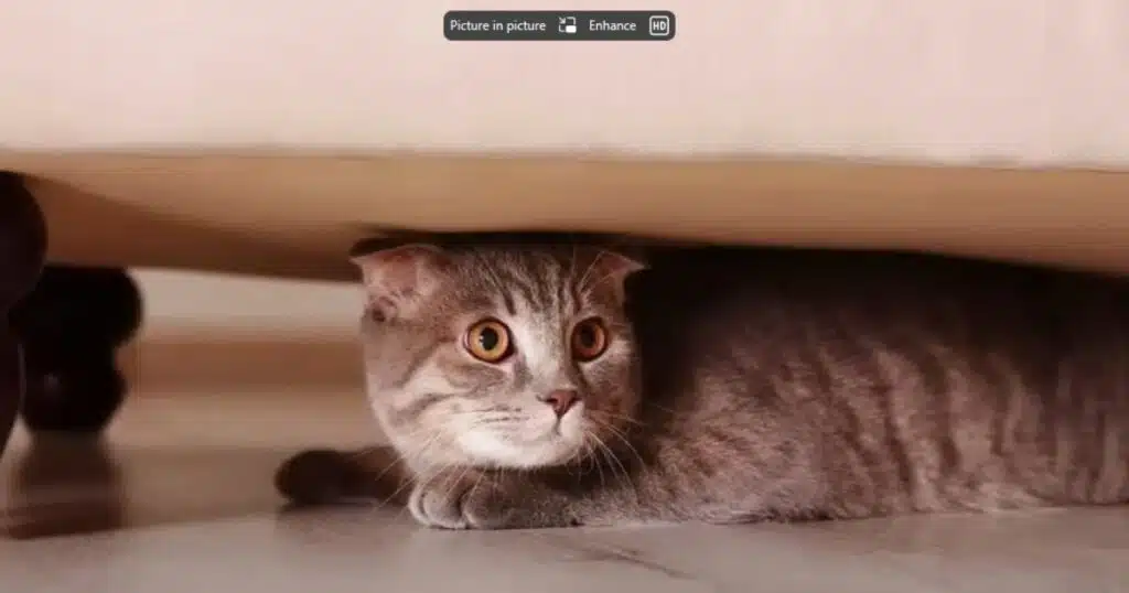 why are cats scared of vacuums?