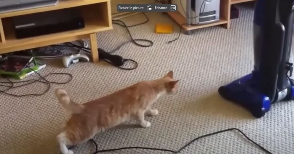 why are cats scared of vacuums?
