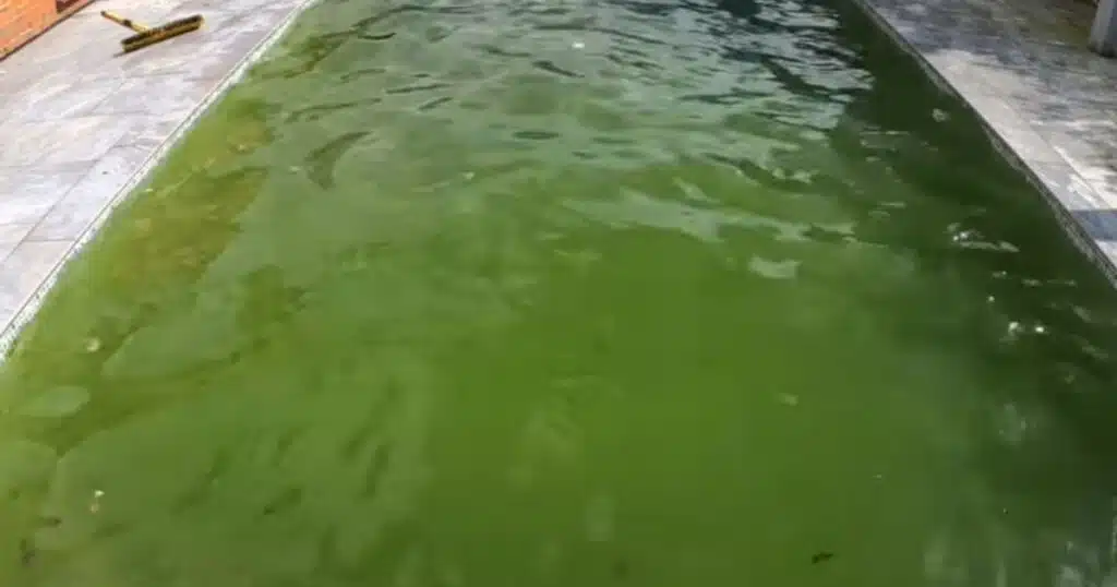 How to remove dead algae from pool without a vacuum?
