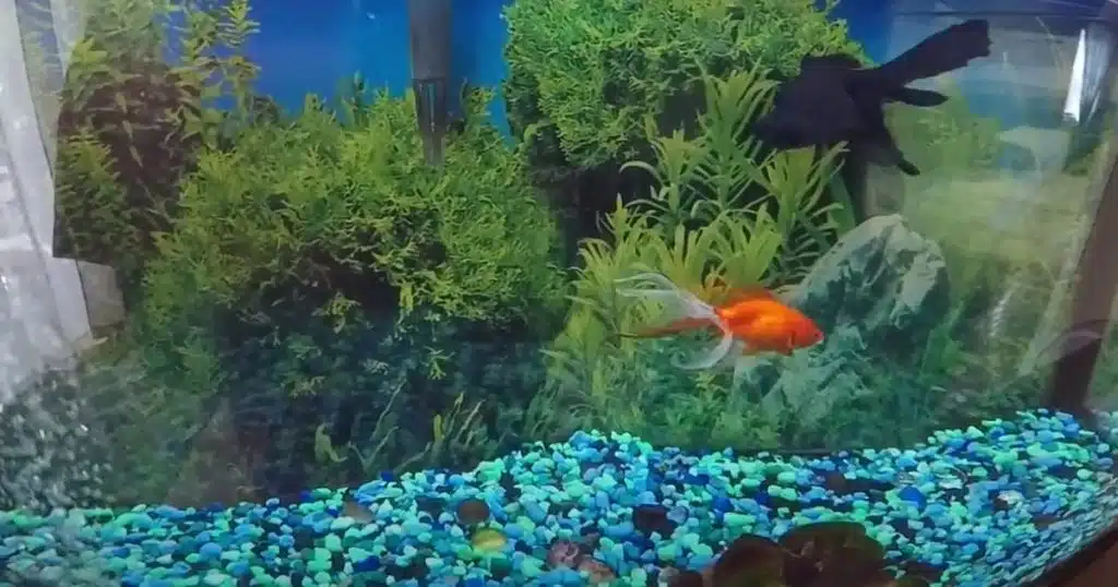 Best Fish Tank Gravel Vacuum