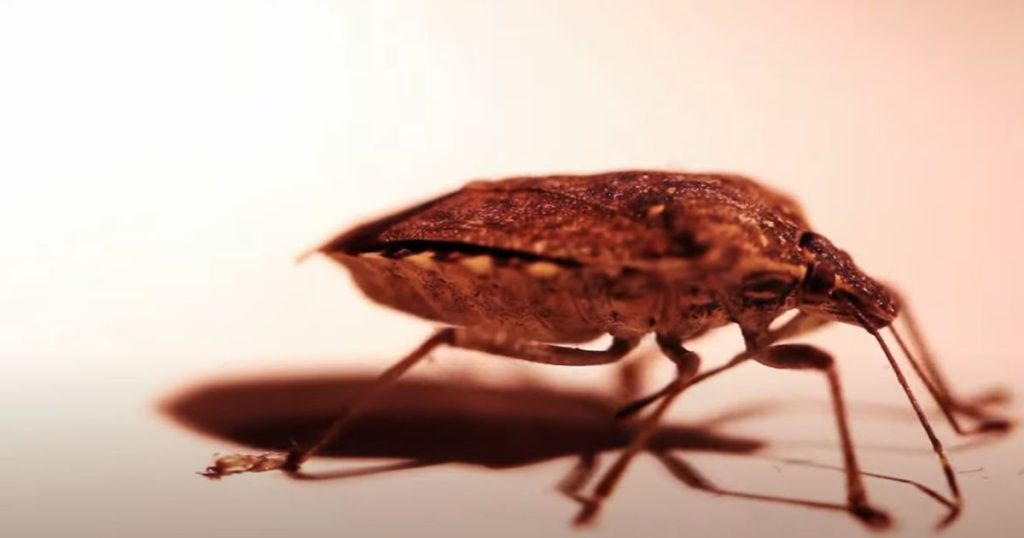 Can You Vacuum Stink Bugs?