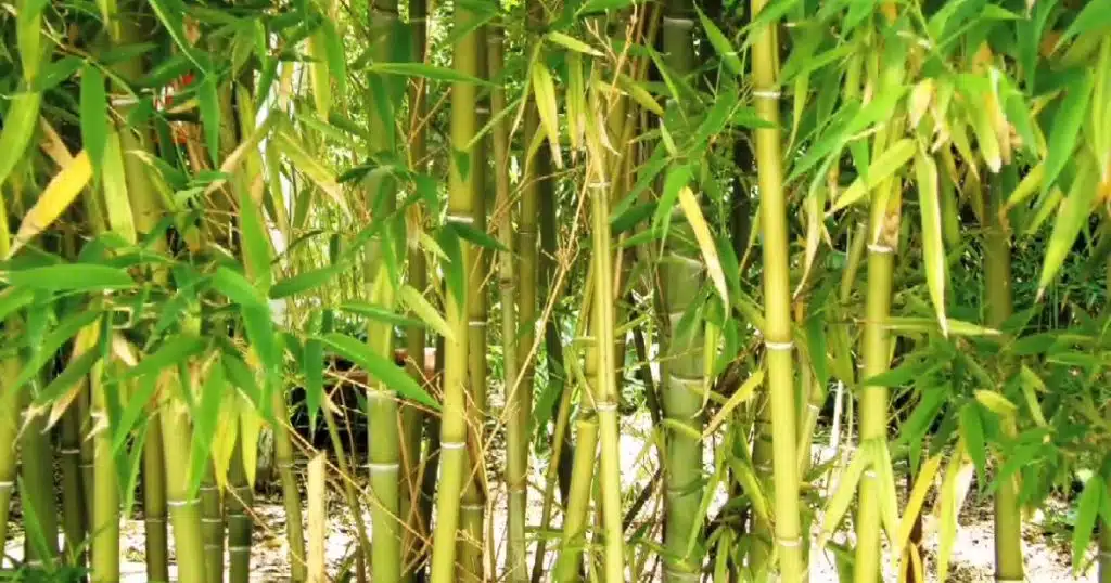 How to Care for Bamboo Floors