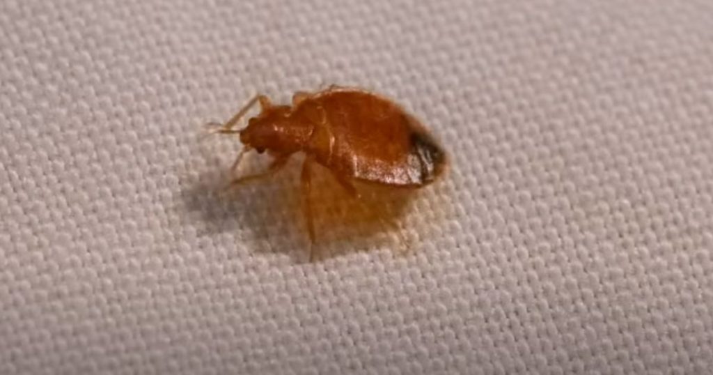 When Can I Vacuum After Bed Bug Treatment?