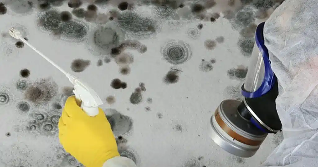Does steam cleaning kill mold