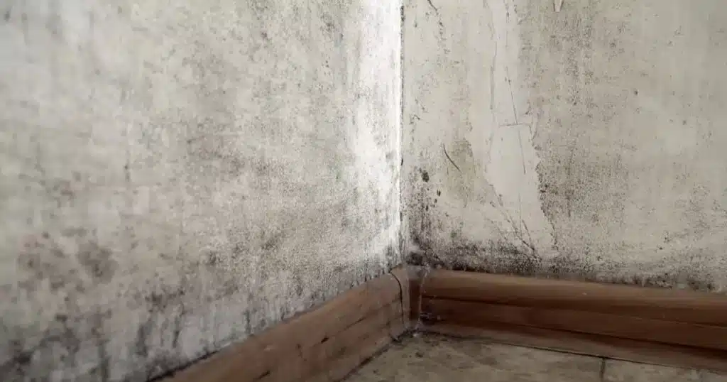 Does steam cleaning kill mold