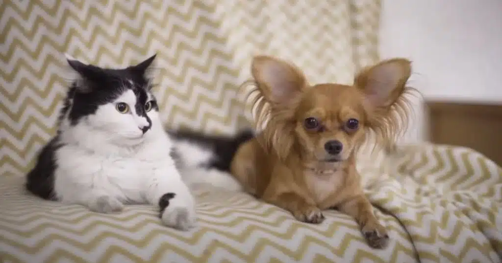 Does Vacuuming Remove Pet Dander?