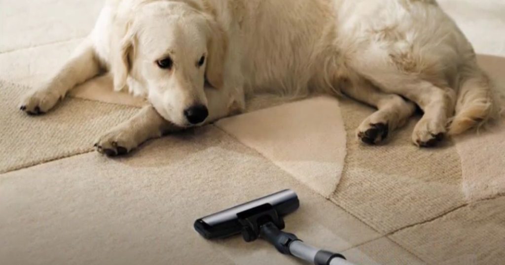 How to get dog smell out of bagless vacuum