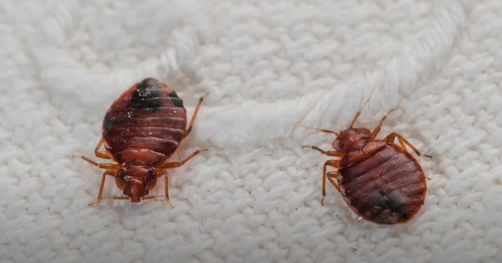 Can Bed Bugs Live in Vacuum Sealed Bags