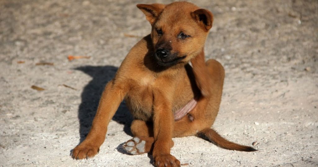 Does cleaning carpet kill fleas