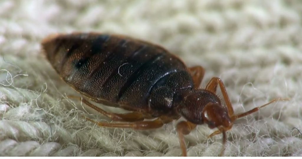 Does Carpet Cleaning Kill Bed Bugs?