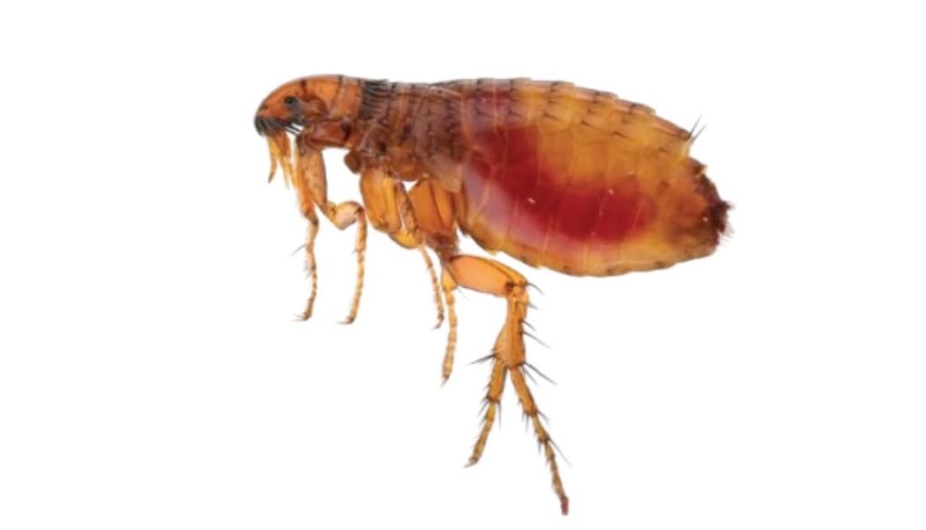 how often should i vacuum to get rid of fleas