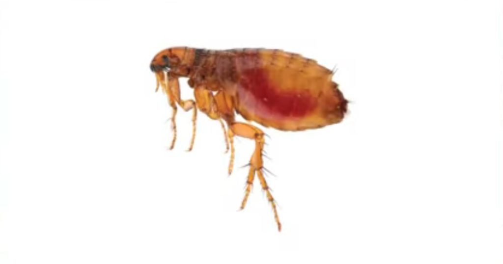 Does cleaning carpet kill fleas