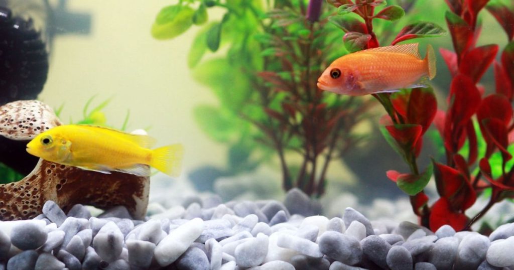 How to Lower PH in Fish Tank